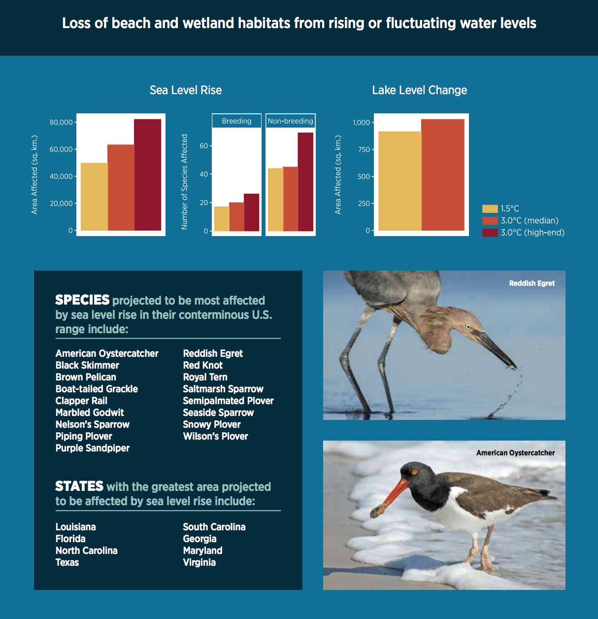 Survival By Degrees: 389 Bird Species On The Brink | Adaptation ...